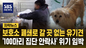 [자막뉴스] 보호소 폐쇄로 갈 곳 없는 유기견...'100마리 집단 안락사' 위기 임박