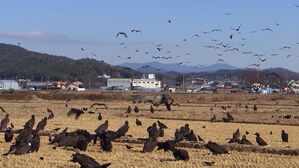 3천km 날아와 굶주려 탈진…집단 폐사까지