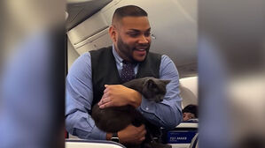 케이지 나와 왔다갔다&hellip;결국 승무원 품속에 '쏙'