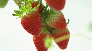 빠르게 맛보는 '홍성 딸기'…'스마트팜 기술'로 조기 출하