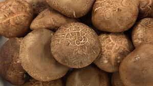 [단독] 9백 톤 팔렸는데 농장 '텅텅'?…'최상급' 표고의 비밀 