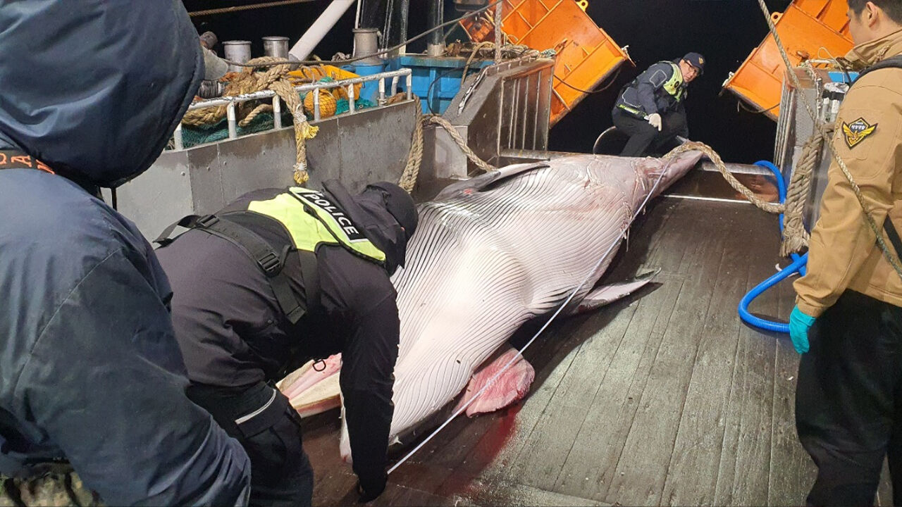 제주 해상서 6.4ｍ 밍크고래 그물에…"불법포획 흔적 없어"