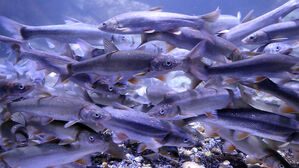 장내 기생충 발견율 소폭 감소…60대 남성이 9%로 '최대'