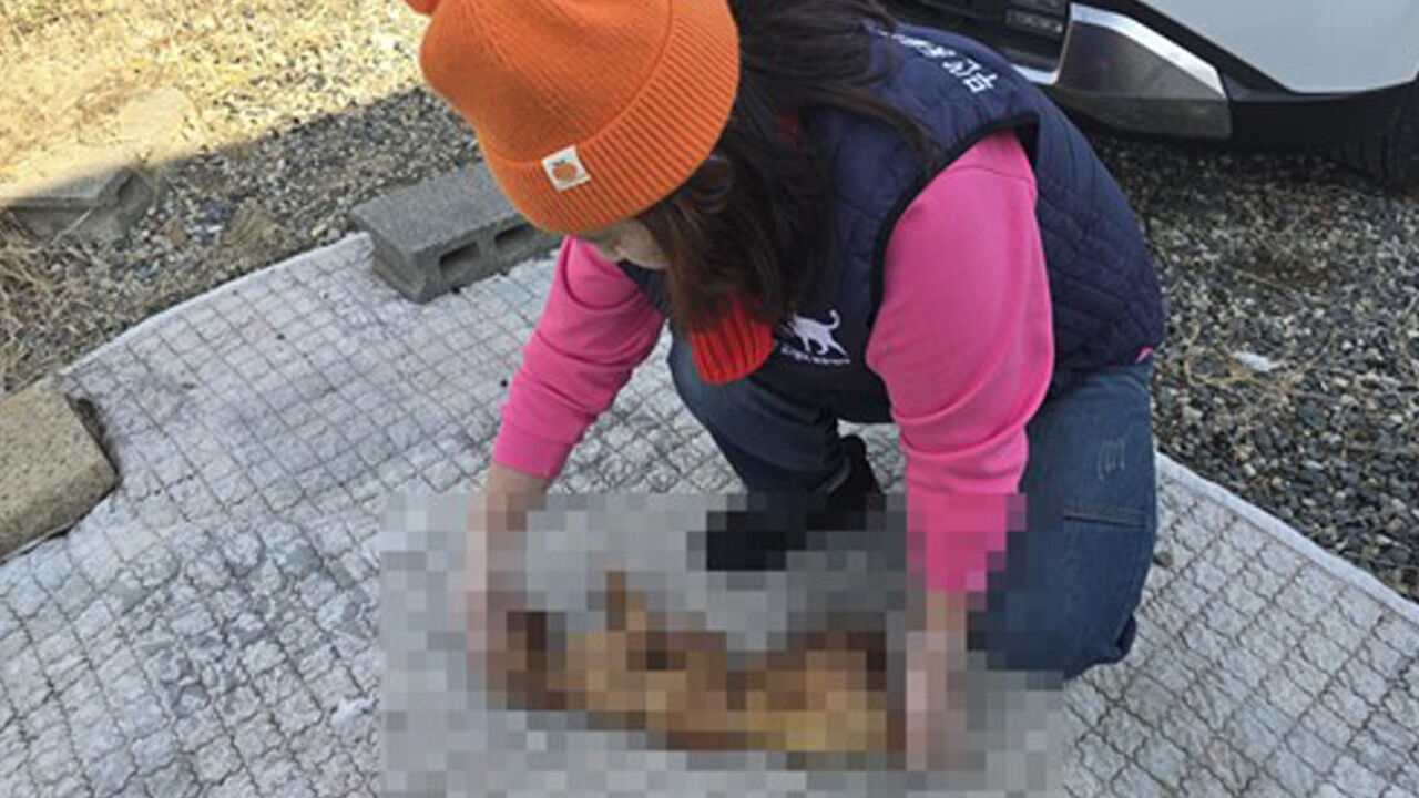 부산서 훼손되고 불에 탄 고양이 사체 발견…경찰 수사
