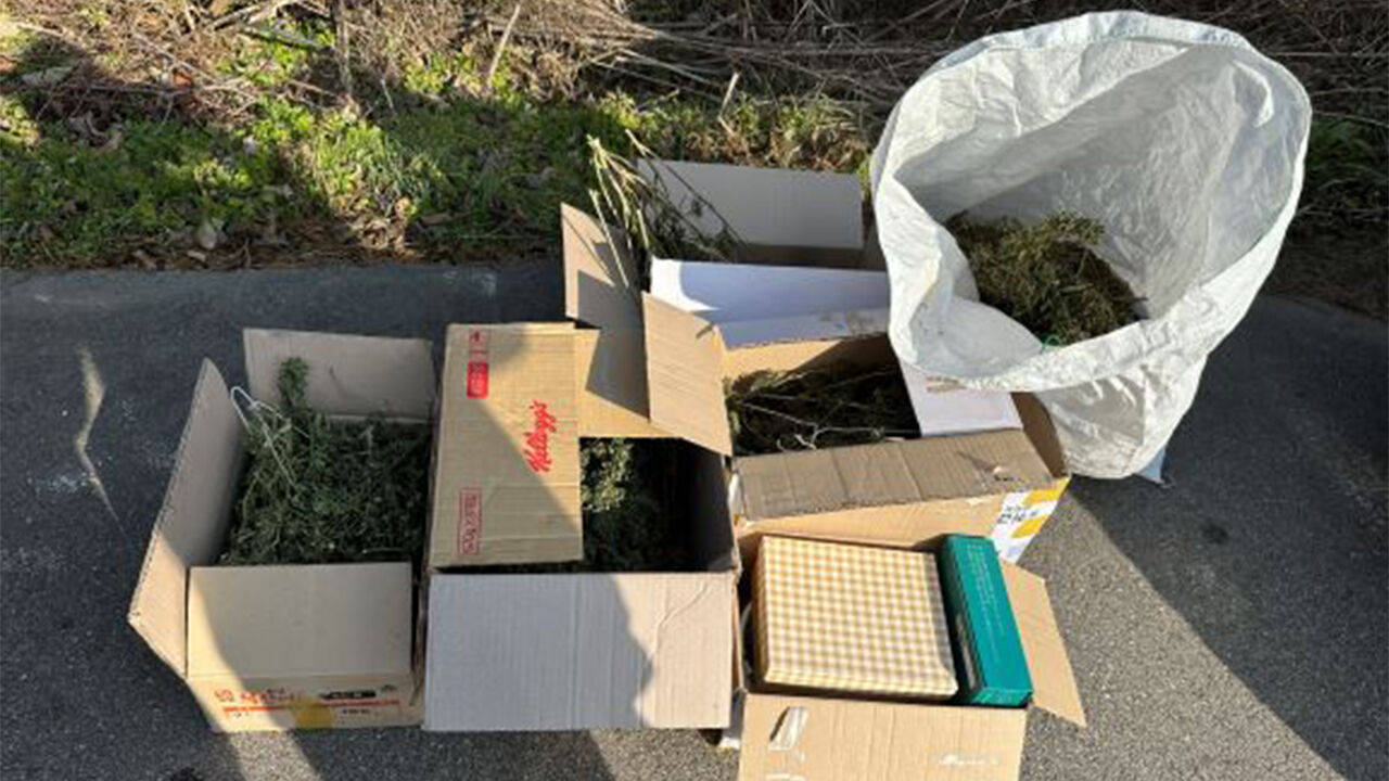 경찰이 압수한 대마 (사진=서울경찰청 마약범죄수사대 제공, 연합뉴스)