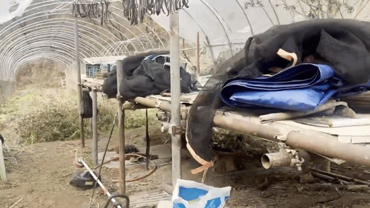 산속 비닐하우스의 반전 정체…"살게요" 덮쳤더니