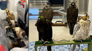 전용좌석까지 판매한다&hellip;비행기 한 줄 차지한 매 4마리