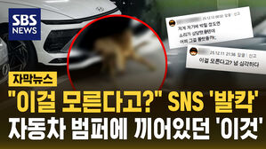 [자막뉴스] "이걸 모른다고?" SNS '발칵'...자동차 범퍼에 끼어있던 '이것'