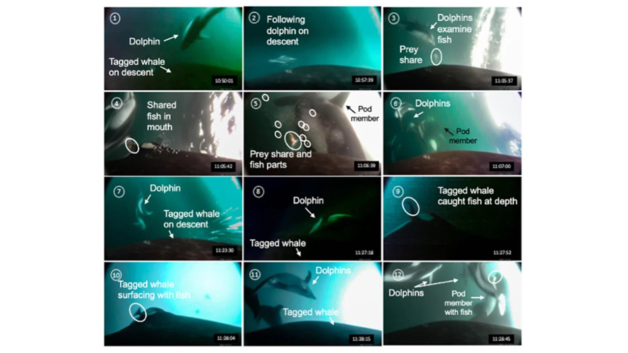 연어 잡으려 돌고래는 탐색, 범고래는 사냥…윈윈 협업 확인