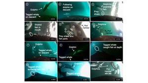 연어 잡으려 돌고래는 탐색, 범고래는 사냥&hellip;윈윈 협업 확인