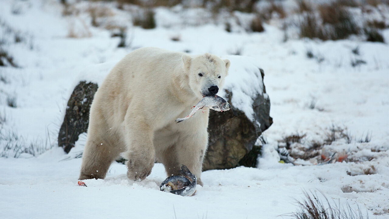 생존 위해 먹이 바꾸고 DNA 변이까지?…필사적인 북극곰