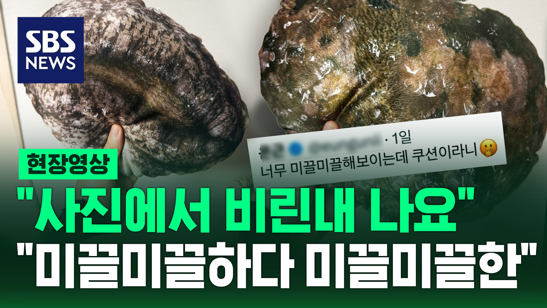[현장영상]  사진에서 비린내 나요 …전복보다 더 전복 같은 '쿠션'