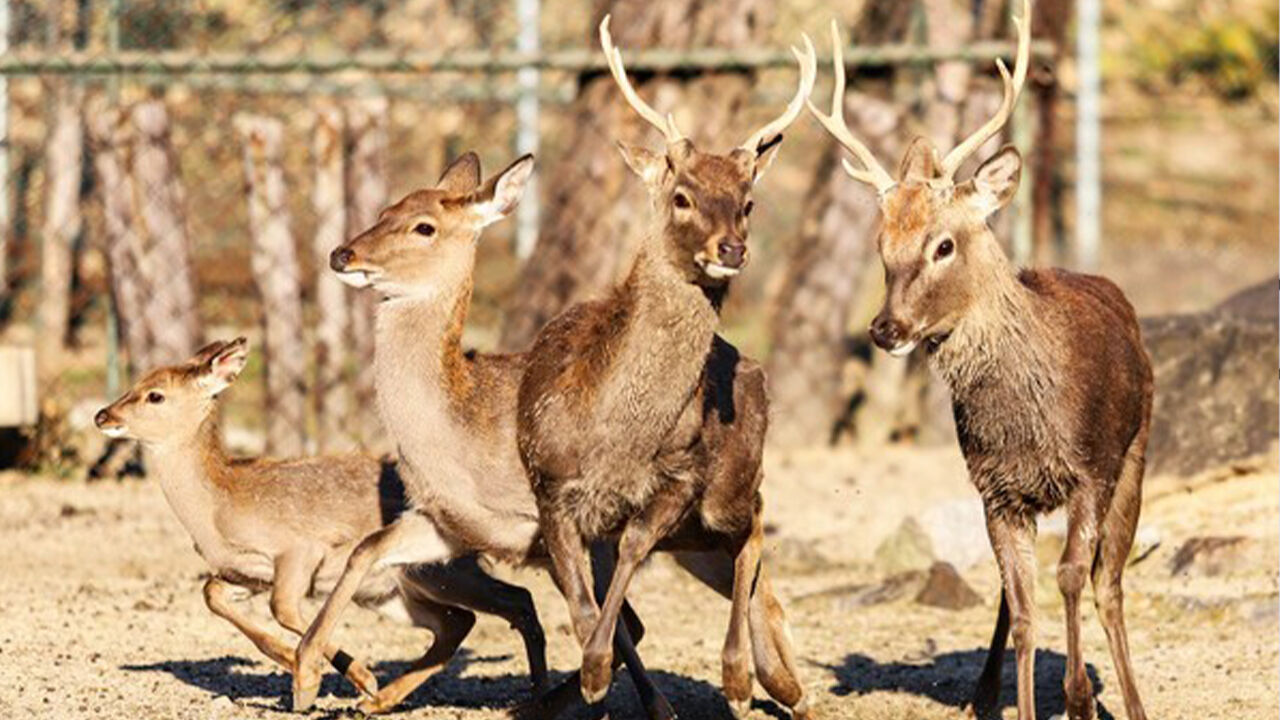"위병소 뚫고 탈영?"…육사 사슴의 1시간 '탈주극'