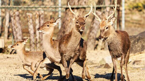 "위병소 뚫고 탈영?"…육사 사슴의 1시간 '탈주극'