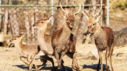 "위병소 뚫고 탈영?"…육사 사슴의 1시간 '탈주극'