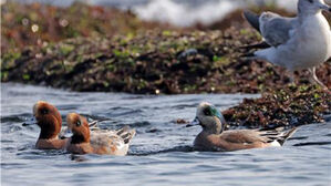 태평양 건너 아메리카에서 온 귀한 손님...아메리카홍머리오리 · 아메리카쇠오리 찾아와