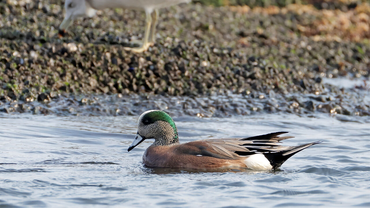 아메리카홍머리오리 (사진=연합뉴스)