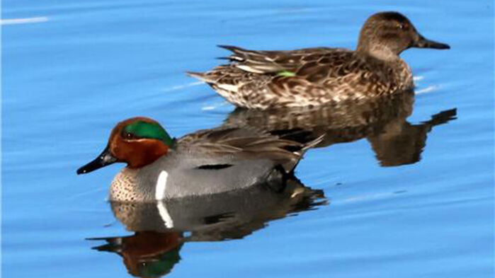 가슴에 새로 흰 줄이선명한 아메리카쇠오리 (사진=연합뉴스)