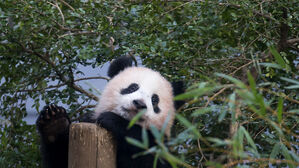 '중국과 갈등' 일본, 54년 만에 '제로 판다'