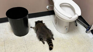 '만취 실신'으로 유명해진 라쿤&hellip;알고 보니 상습 상점 침입범