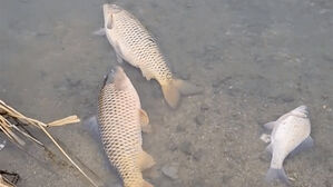 강화도 하천서 물고기 수백 마리 집단 폐사&hellip;주민 우려