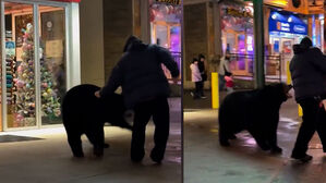 도심 나타나 '깜짝'&hellip;다가가 시비 걸다 '철렁'