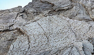 이탈리아 알프스서 2억 년 전 공룡 발자국 수만 개 발견