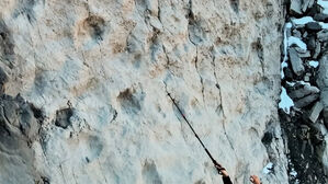 이탈리아 알프스서 2억 년 전 공룡 발자국 수만 개 발견