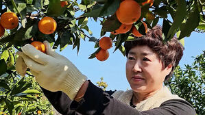 "더 작고 더 달콤해"&hellip;국산 '미니향' 뭐길래? 관심↑