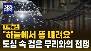 [자막뉴스] "하늘에서 똥 내려요"...도심 속 검은 무리와의 전쟁