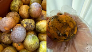 "맛 좋다" 박스 뜯자 득실득실&hellip;SNS 공구했다 분통