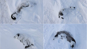 태어난 지 얼마 안 된 사체들 수두룩&hellip;'집단 아사' 이유