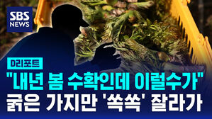 [D리포트] "내년 봄 수확인데 이럴수가"&hellip;굵은 가지만 '쏙쏙' 잘라가