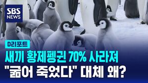 [D리포트] 새끼 황제펭귄 70% 사라져 "굶어 죽었다"&hellip;대체 왜?