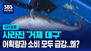 거제 대구