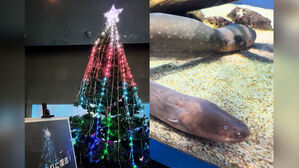 뱀장어 꿈틀하자 트리 '반짝'&hellip;"학대 아냐?" 지적도