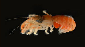 서귀포 앞바다서 '세계 첫' 발견&hellip;수천 마리 서식 추정