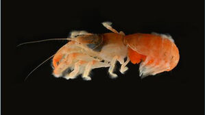 서귀포 앞바다서 세계 첫 신종 '쏙류' 발견&hellip;수천 개체 서식