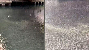 강물이 시커멓게 '꿈틀'&hellip;"지진 오나" 도심 발칵 