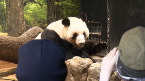 1분 보려 4시간 긴 줄&hellip;떠나는 판다에 "안녕히"