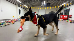 "장난감 골라 봐"&hellip;유기견 위한 크리스마스 선물