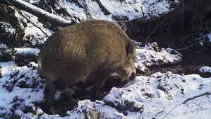 QR코드로 '척'&hellip;"여긴 멧돼지 위험 지역" AI가 알려준다