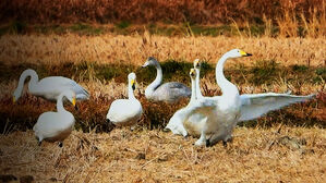 금개구리 보여 남겨뒀더니&hellip;세종 도심 떼로 돌아왔다