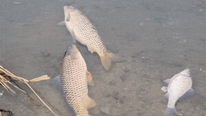 300마리 떼죽음&hellip;"또 심한 악취" 강화도 주민들 불안