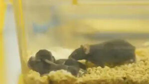 '우주 생활' 생쥐, 지구 귀환 뒤 출산&hellip;"생식 능력 영향 없어"