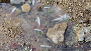 부산 지사천 물고기 떼죽음&hellip;주민 "산단 폐수 방류 탓"