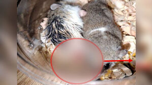 "엄정 수사하라" 탄원서 수천 개&hellip;잔혹 학대 논란