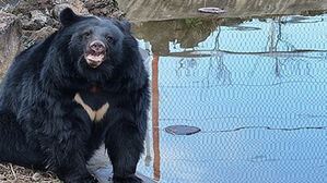 곰 사육, 내년부터 전면 금지되지만 199마리는 아직 농가에