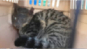 대전 한 장소서 고양이 학대사건 잇따라&hellip;경찰 수사 착수