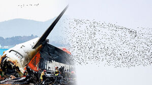 [단독] 비행기 엔진에 혈흔&hellip;참사 1년 지나고 '뒷북'